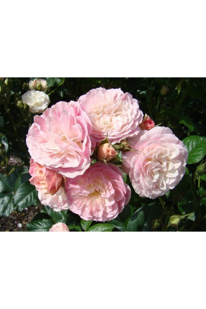 Троянда кремово-рожева Букет Парфе 